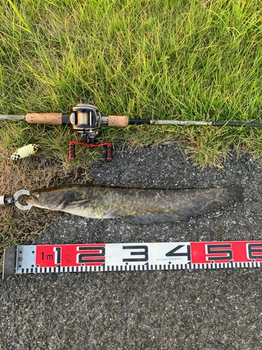 ナマズの釣果