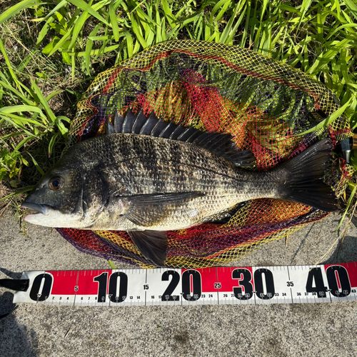 クロダイの釣果