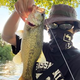 ラージマウスバス