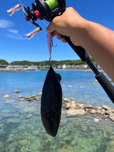 ノゴイの釣果