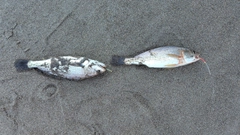 イシモチの釣果
