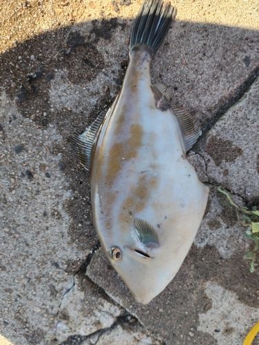 ウマヅラハギの釣果