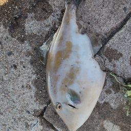 ウマヅラハギ