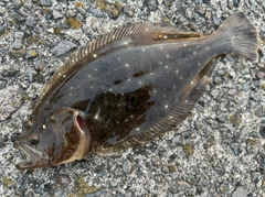 ヒラメの釣果