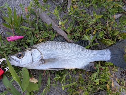 ヒラスズキの釣果