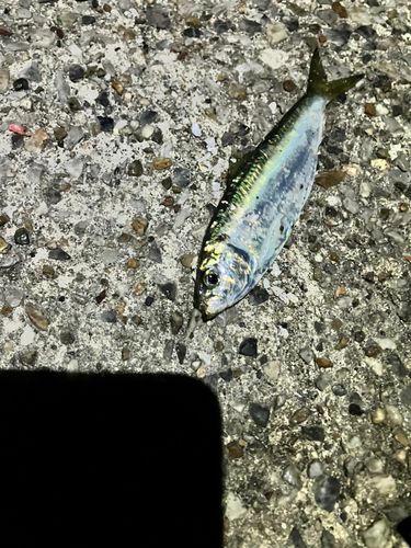 サッパの釣果