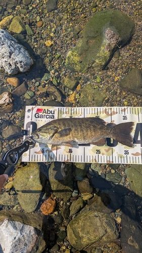 スモールマウスバスの釣果