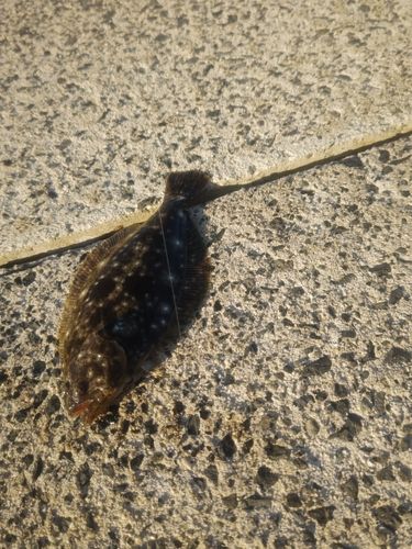 ソゲの釣果