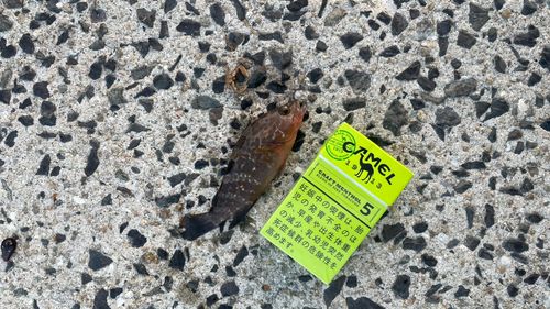 アコウの釣果