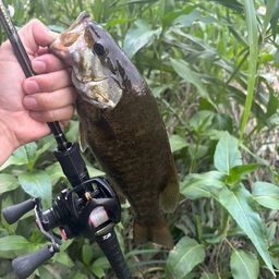 スモールマウスバス