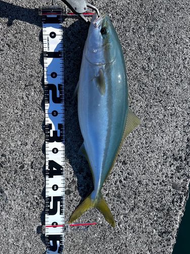 ヤズの釣果