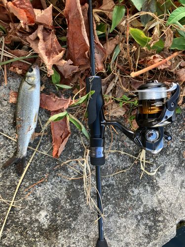 ウグイの釣果