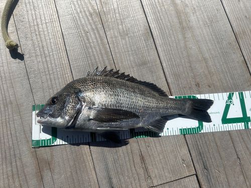 JUDA さんの 2025年07月20日のチヌの釣り・釣果情報(愛媛県