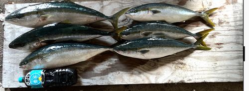イナダの釣果