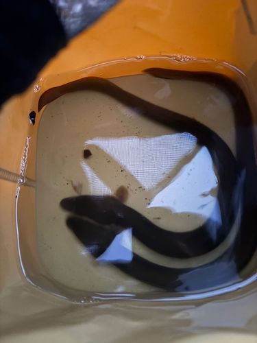 ウナギの釣果