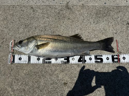 スズキ釣り スズキの釣果・釣り情報まとめ【2025年最新】 - アングラーズ