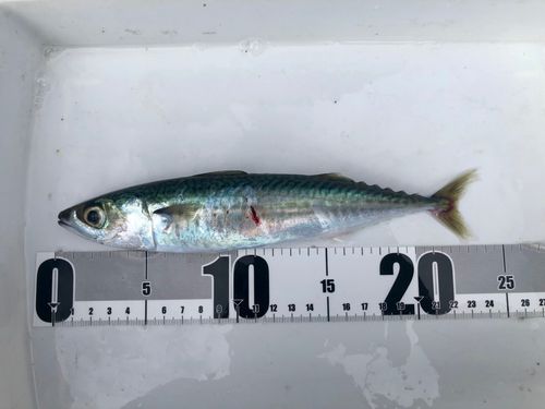 サバの釣果