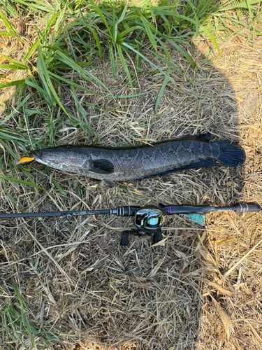 ライギョの釣果