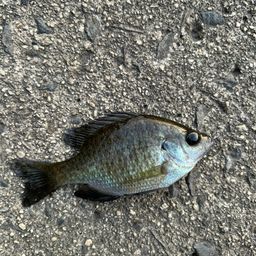 ブルーギル
