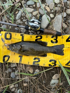 スモールマウスバスの釣果