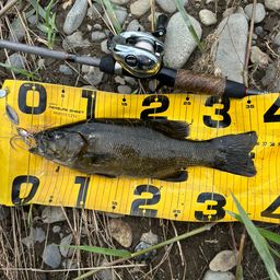 スモールマウスバス