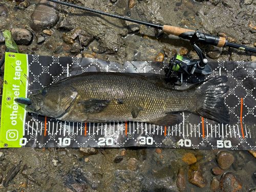 スモールマウスバスの釣果
