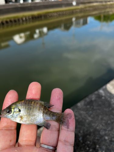 ハゼの釣果