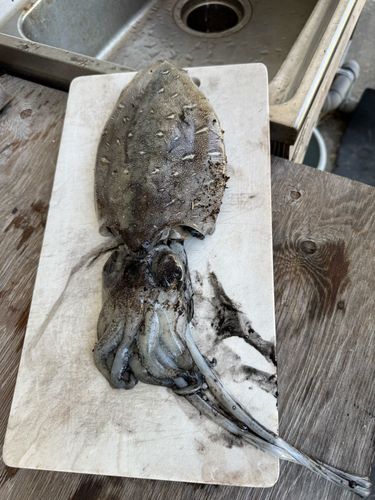 モンゴイカの釣果