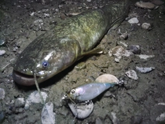 ナマズの釣果