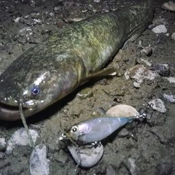 ナマズ