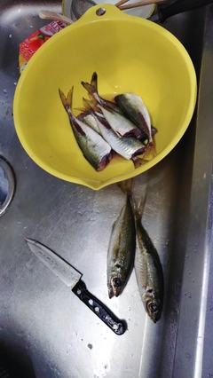 アジの釣果