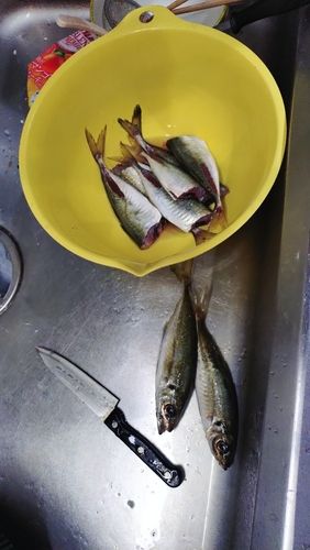 アジの釣果