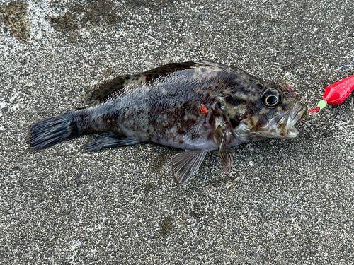 ムラソイの釣果