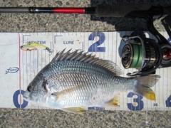 キビレの釣果