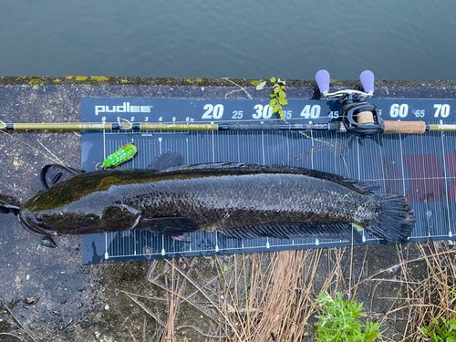 ライギョの釣果