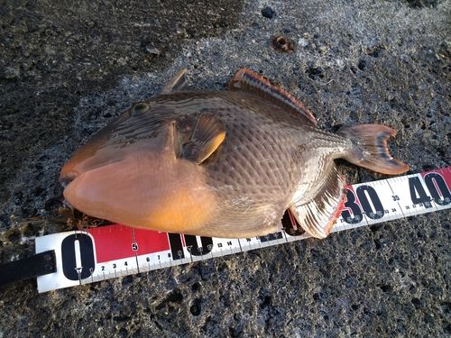 ゴマモンガラの釣果