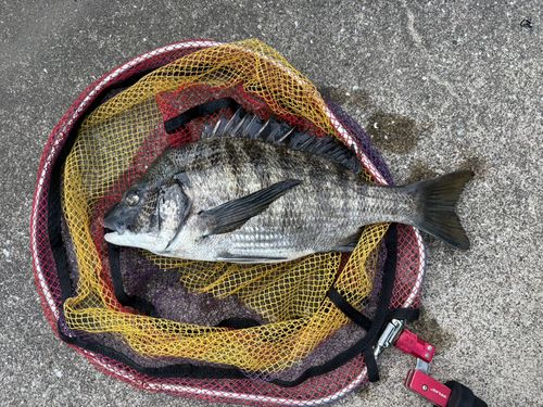 クロダイの釣果