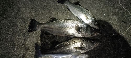 ヒラスズキの釣果