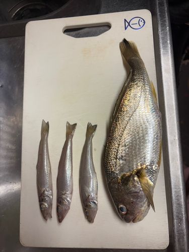 イシモチの釣果