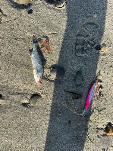 釣果