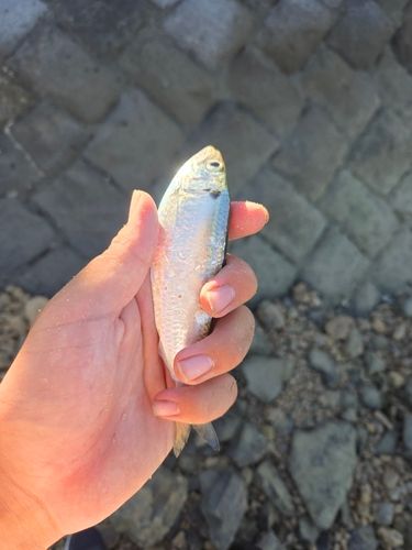 コハダの釣果