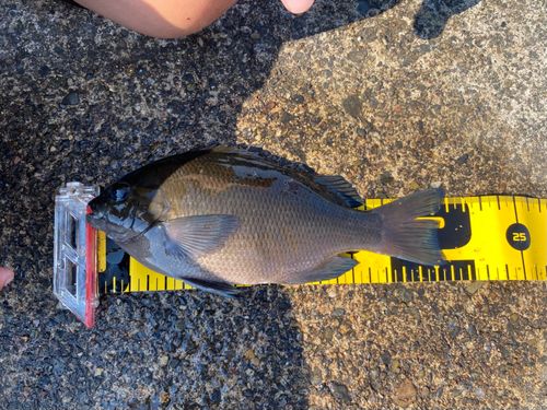 メジナの釣果