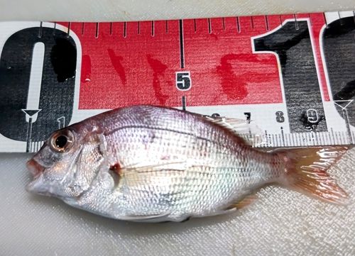 チャリコの釣果