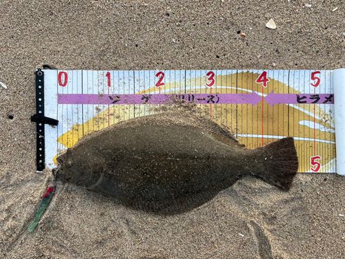 ヒラメの釣果