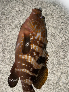 キジハタの釣果