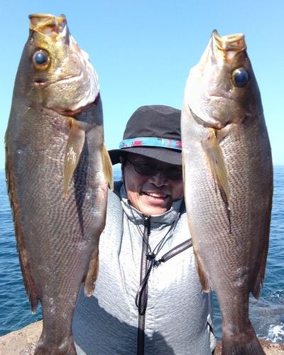 イサキの釣果