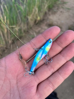 エビの釣果