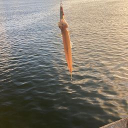 エソ