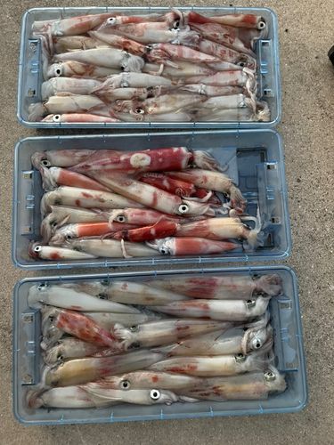 ケンサキイカの釣果