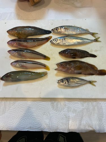 キュウセン